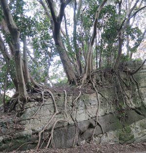 山林の崖、地層　岩山に生える木